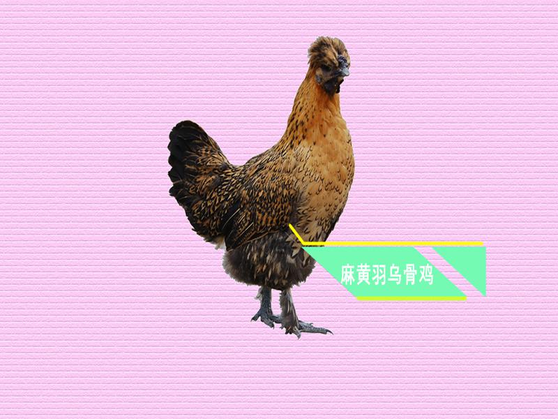 原来金湖乌骨鸡长这样