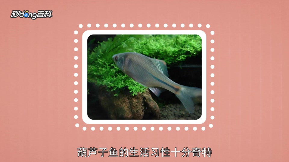 原来葫芦子鱼长这样