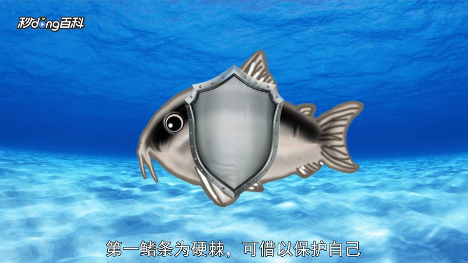 原来印第安鼠长这样