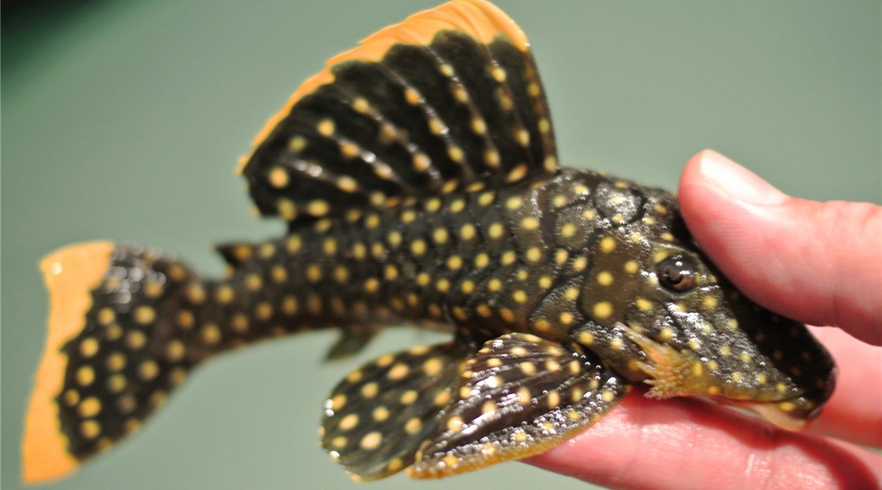 为什么把清道夫放生,会造成毁灭性的灾害?看完长见识了