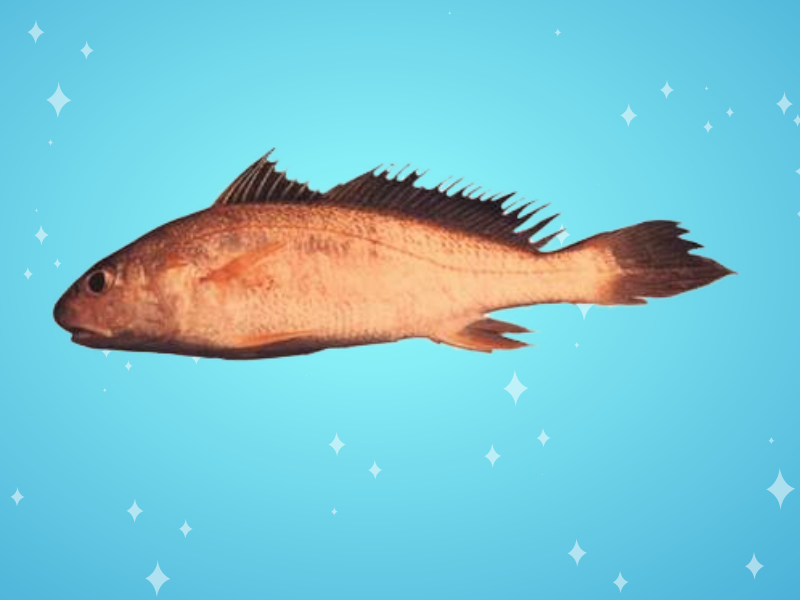 原来杜氏叫姑鱼长这样