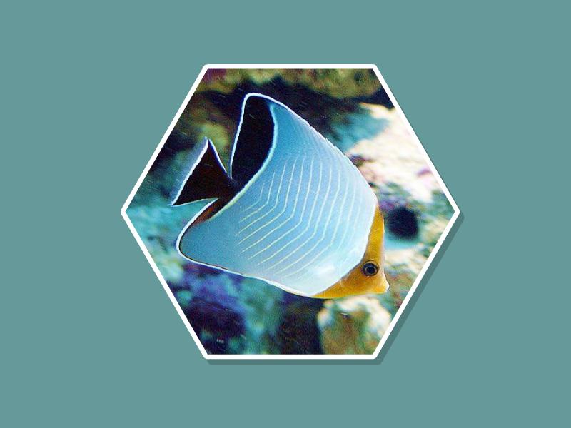 原来怪蝴蝶鱼长这样