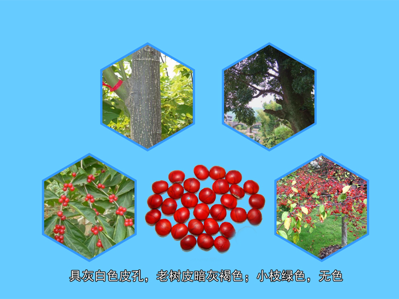 红豆树:为国家Ⅱ级重点保护被子植物野生植物