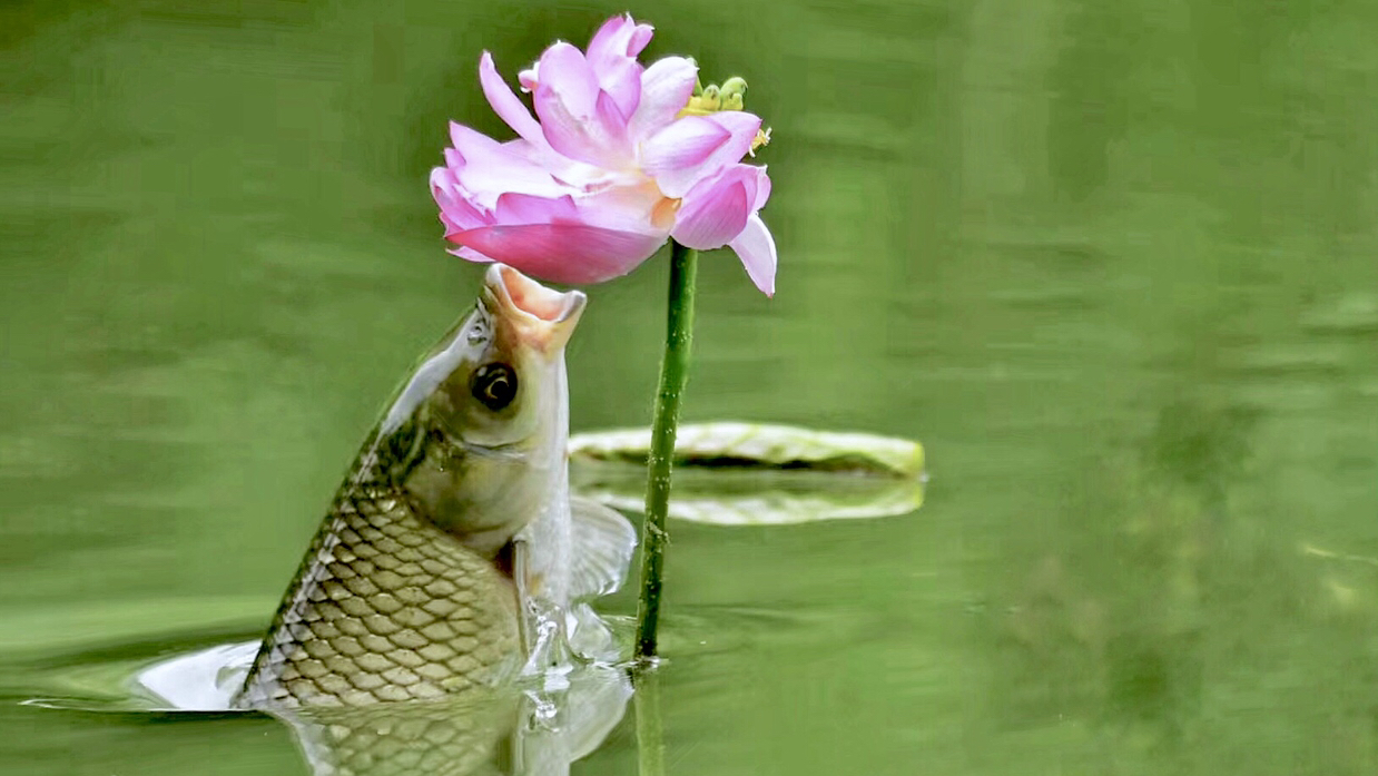 你见过鱼吃荷花吗?慢镜头记录鱼吃荷花全过程,太可爱了