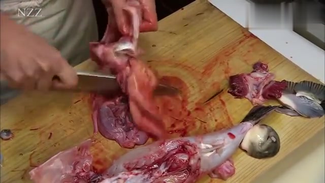 日本人最爱吃的世界最毒的河豚鱼 东京最著名的河豚鱼餐厅
