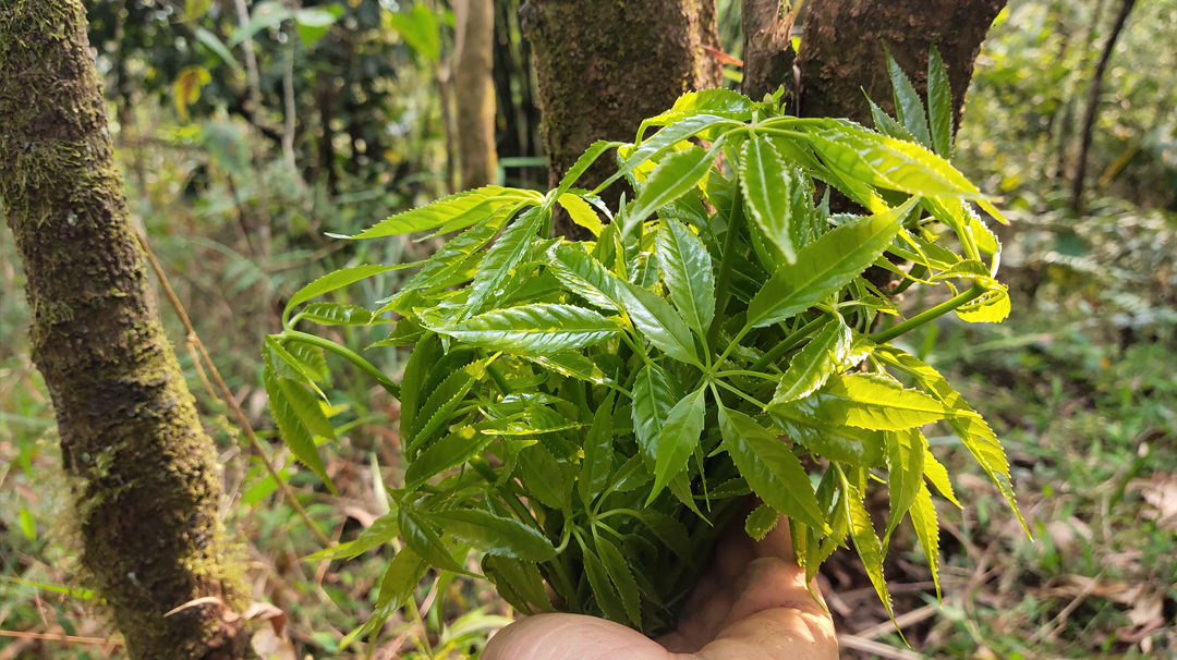 快被吃灭绝的野菜!农村这种野菜太好吃,野生的都快被挖完了