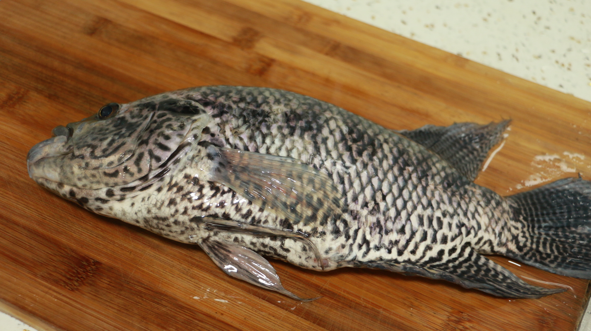 用石斑鱼做生鱼片,广西人真是太敢吃了,上桌你敢吃吗