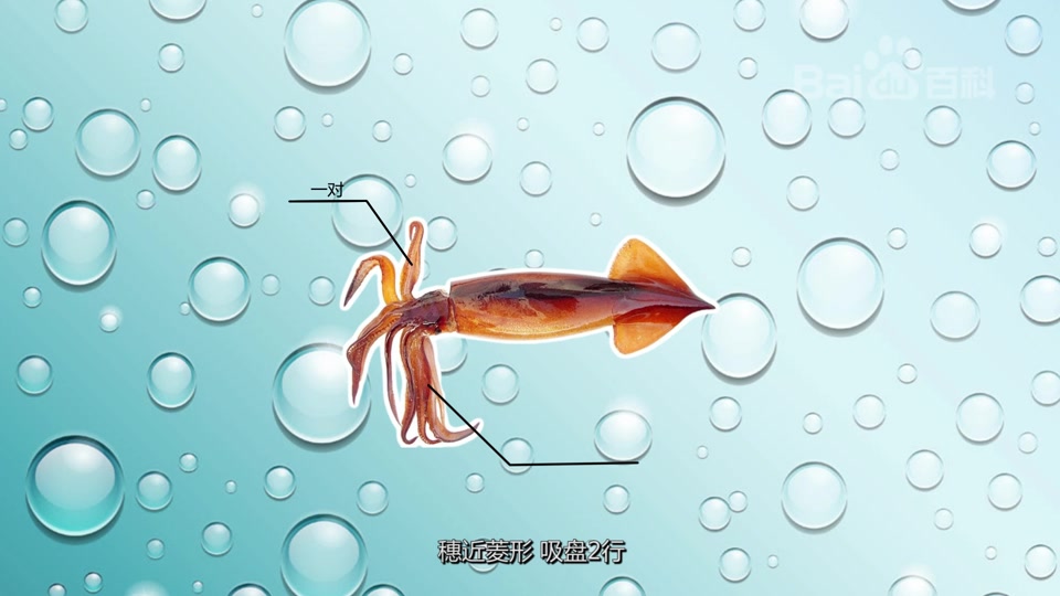 太平洋褶柔鱼