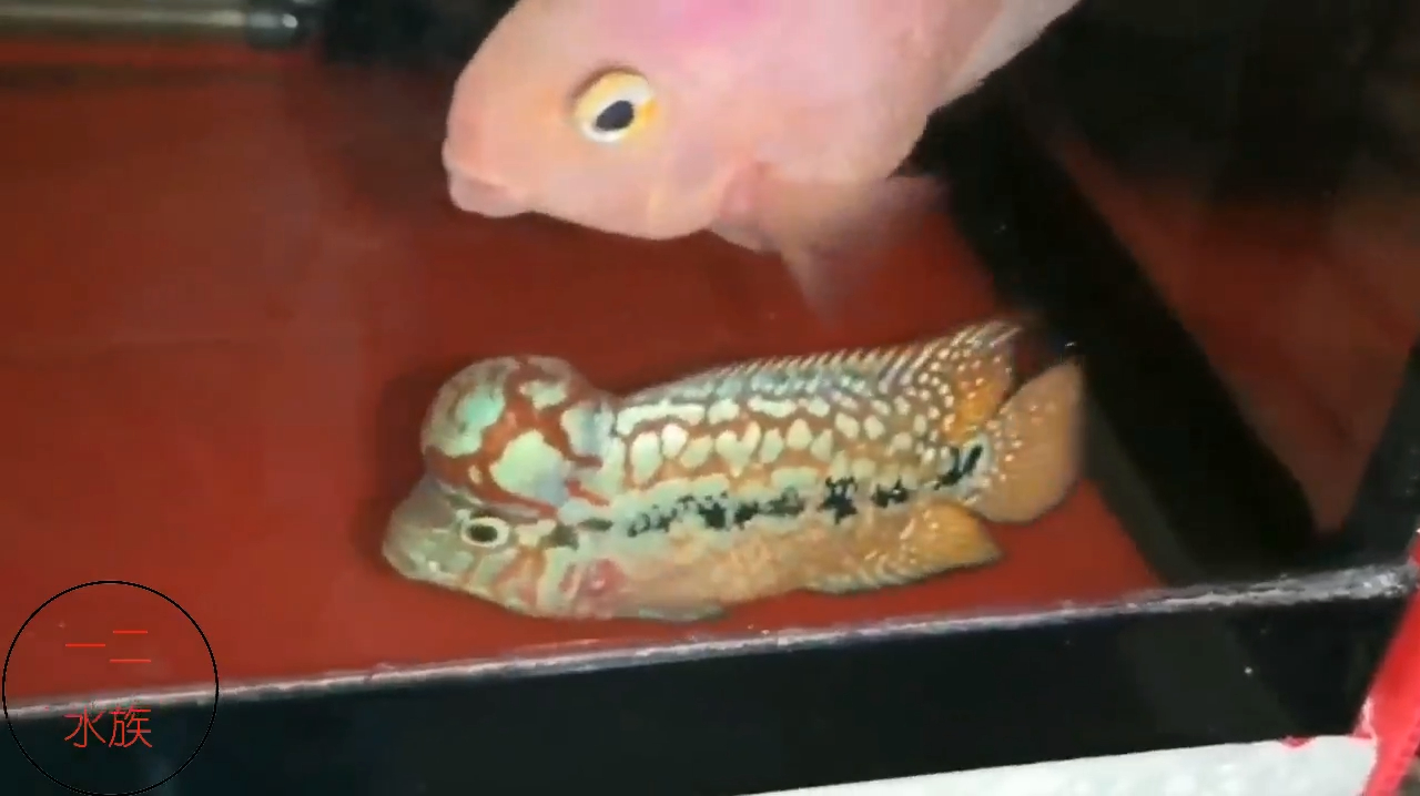 精品罗汉鱼,正在训练斗志,不知头瘤能长多大,想靠它拿奖呐