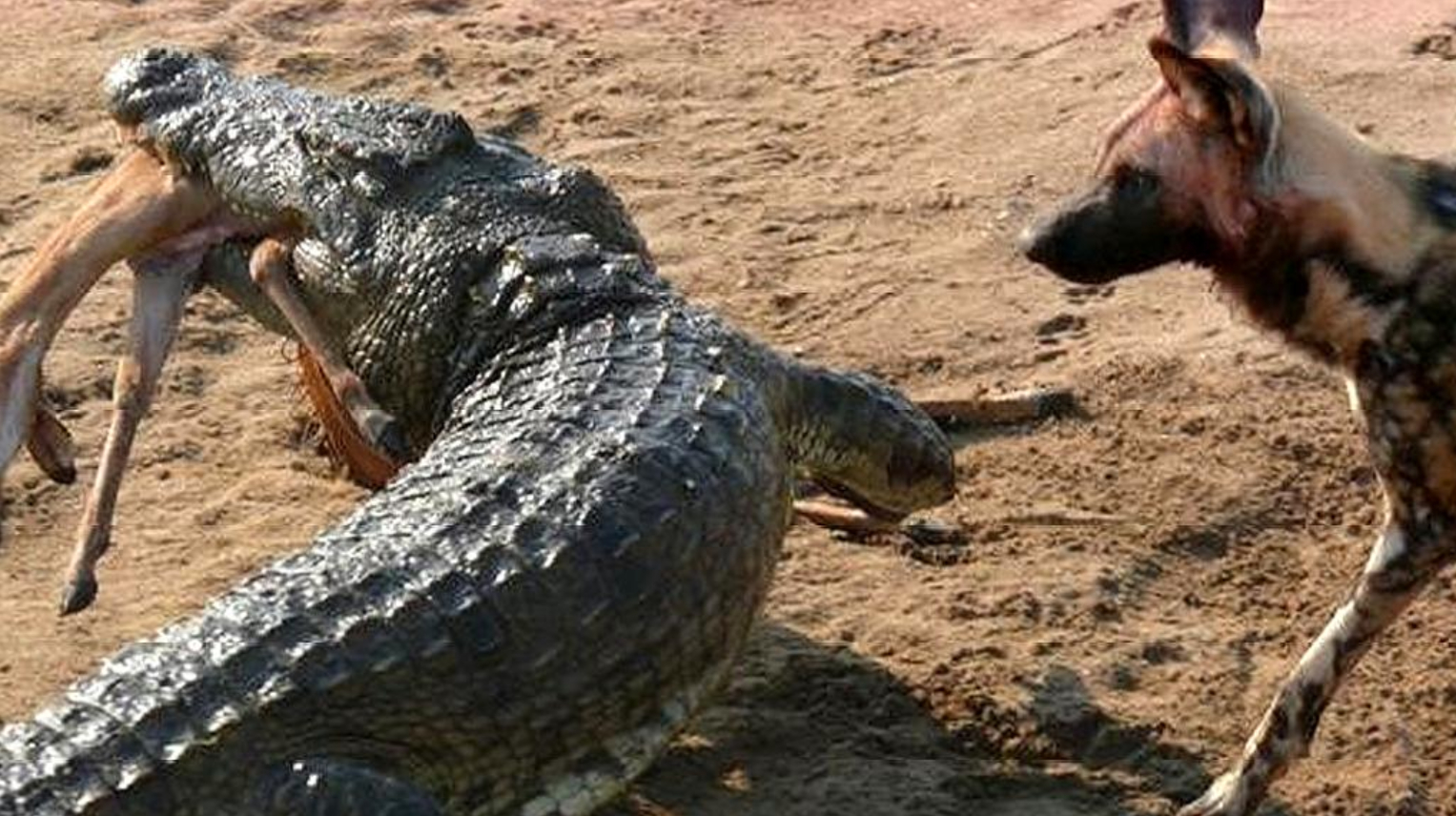 饿了3天的野狗群,遇到正在晒太阳的鳄鱼,下一秒立马认怂