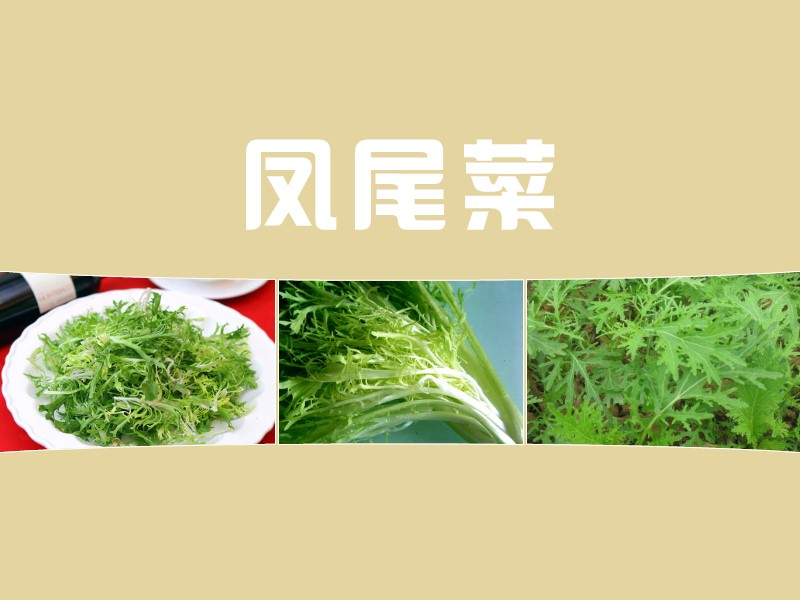 凤尾菜:荃菜名蕨,亦称微菜