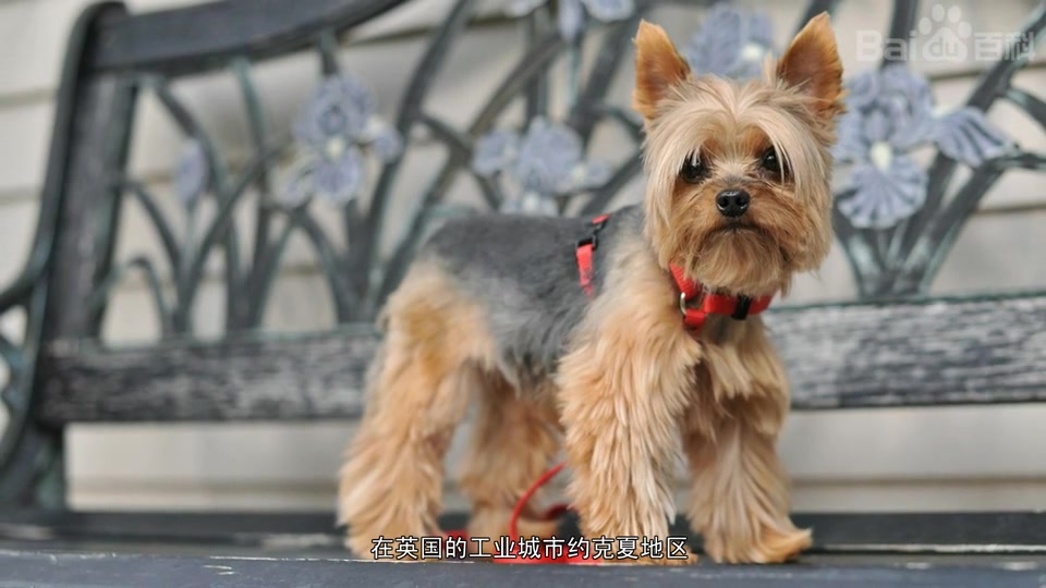 [图]约克夏梗犬