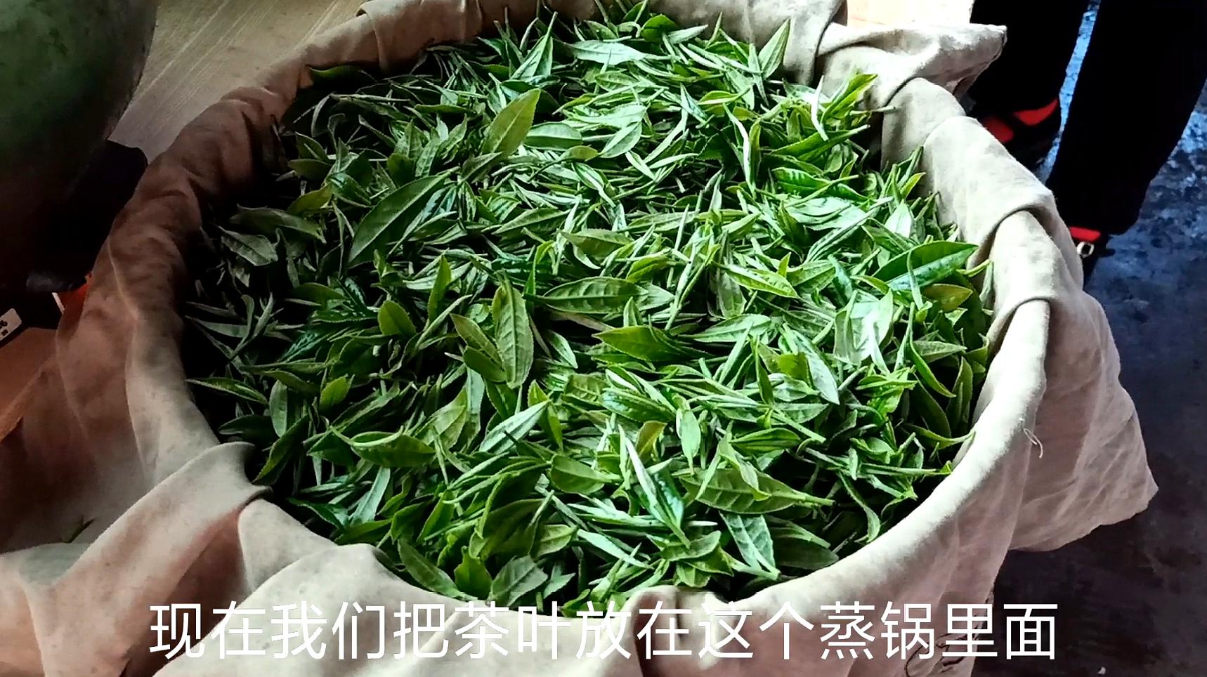 [图]炒茶叶“杀青”是关键,来看看我表叔是怎么做的?直接放蒸锅里蒸