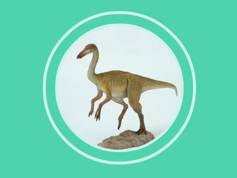 似鸡龙:名字的意思是“类似家禽”