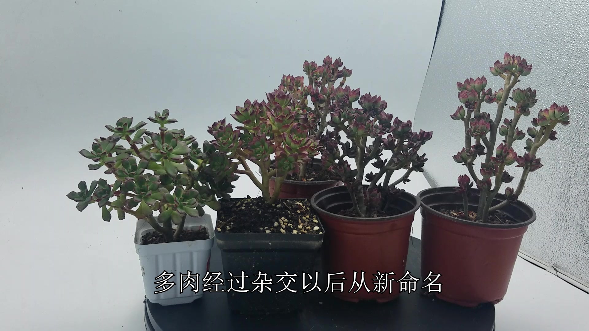 多肉植物就应该取这样100分的名字!好香好吃好脆好有想象空间!