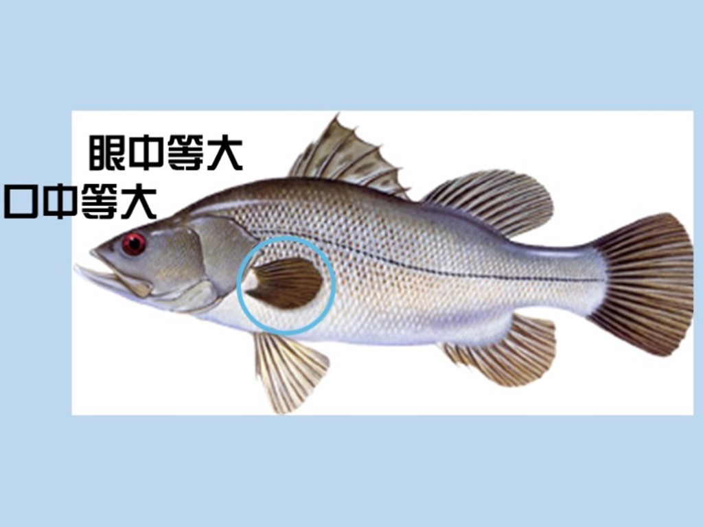 尖吻鲈:尖吻鲈亦称尼罗河鲈