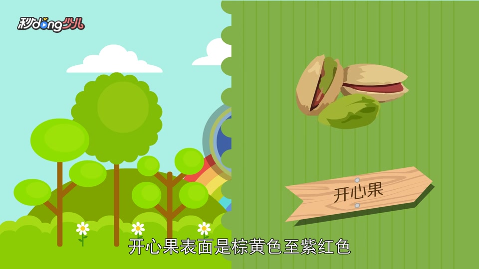 「秒懂少儿」开心果和白果的区别