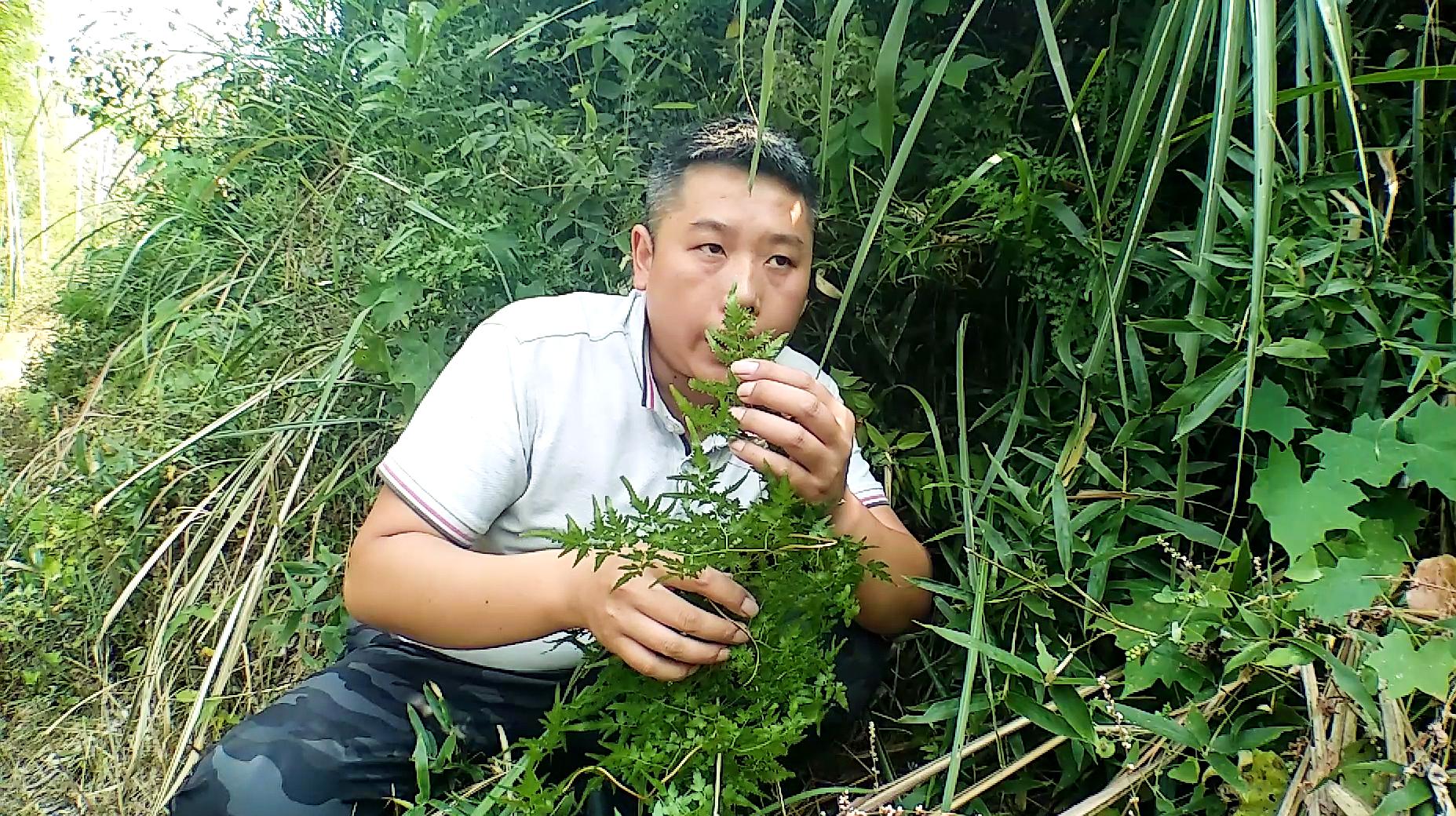 [图]结石，尿不尽？不要怕，农村一种蛤蟆藤，不花钱还有帮助