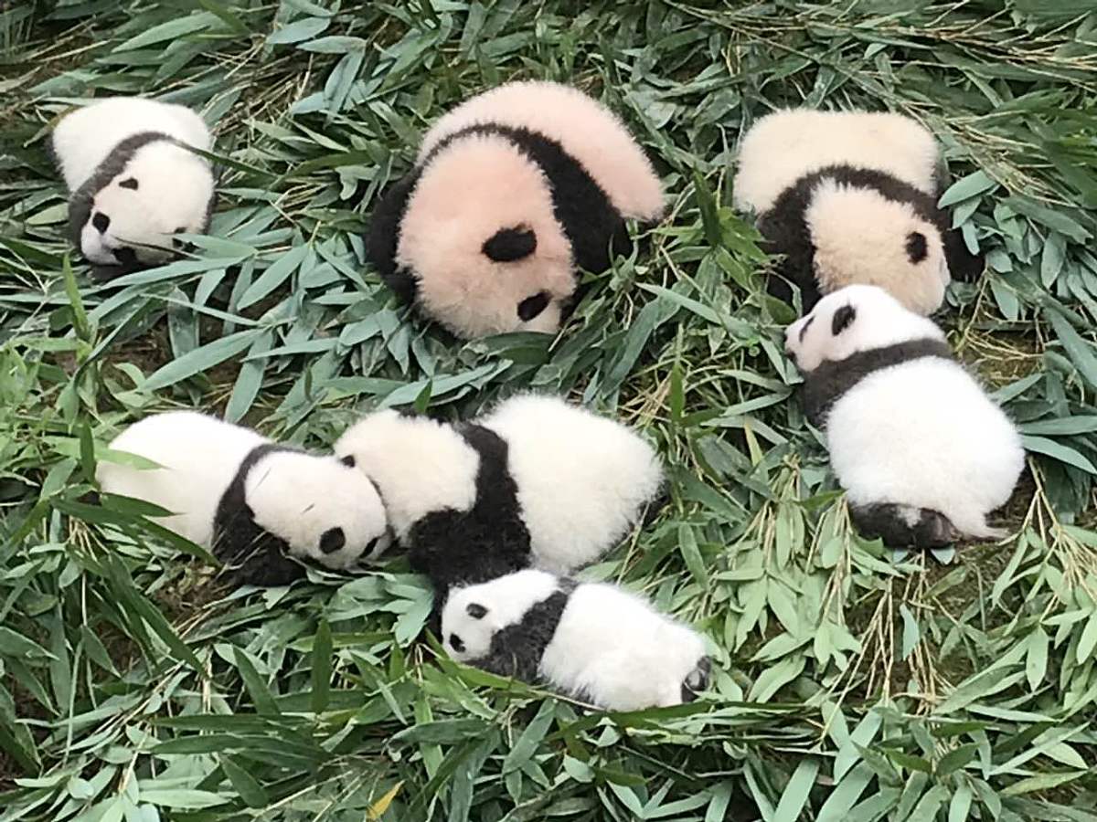 成都幼师专业职业学校推荐：哪所学校最好？