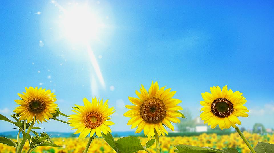 [图]向日葵为何跟着太阳转动?难道是有“智慧”,答案让人想不到