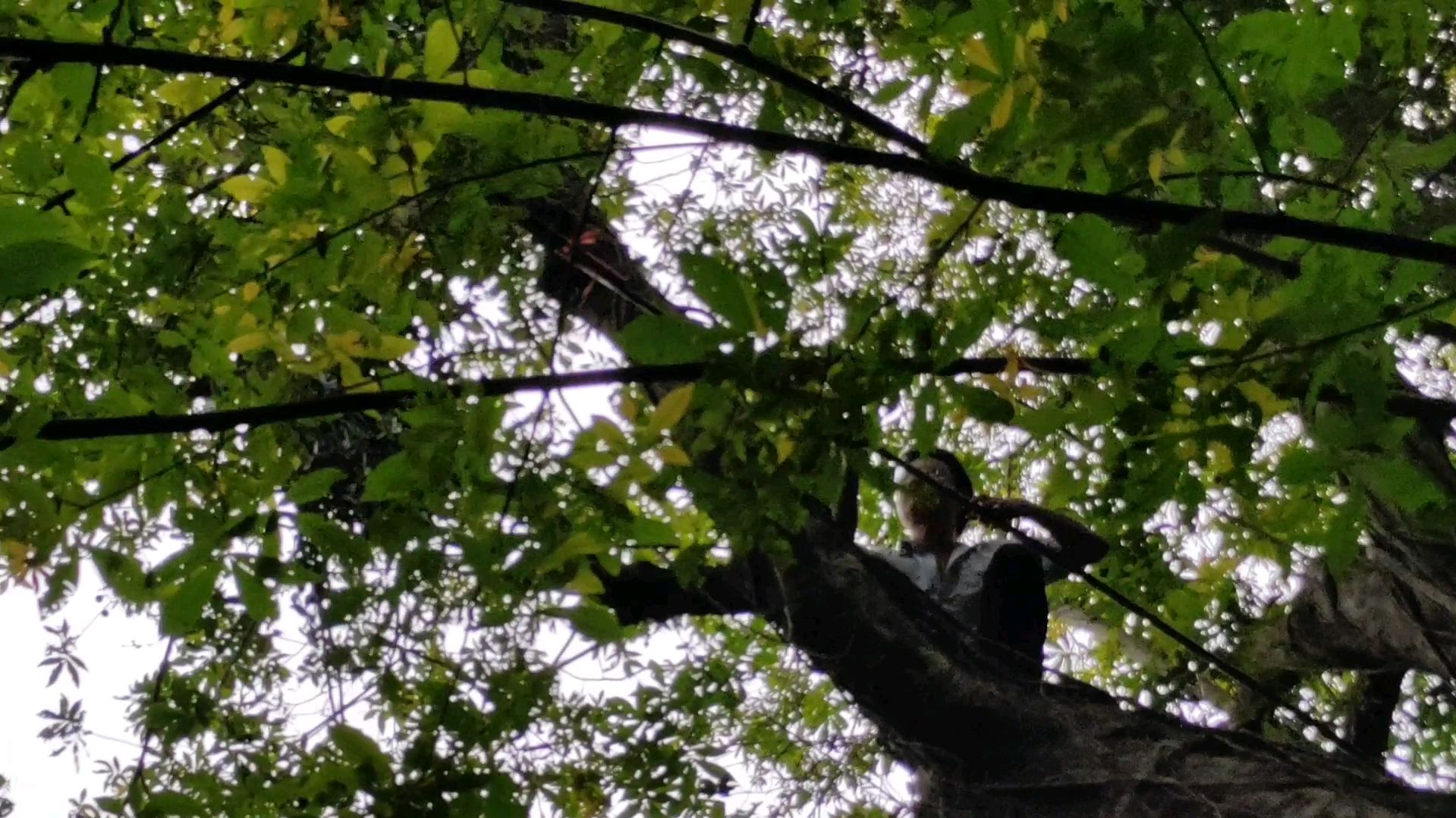 小伙爬10层楼高的古树摘凉粉果做湖南特色凉粉