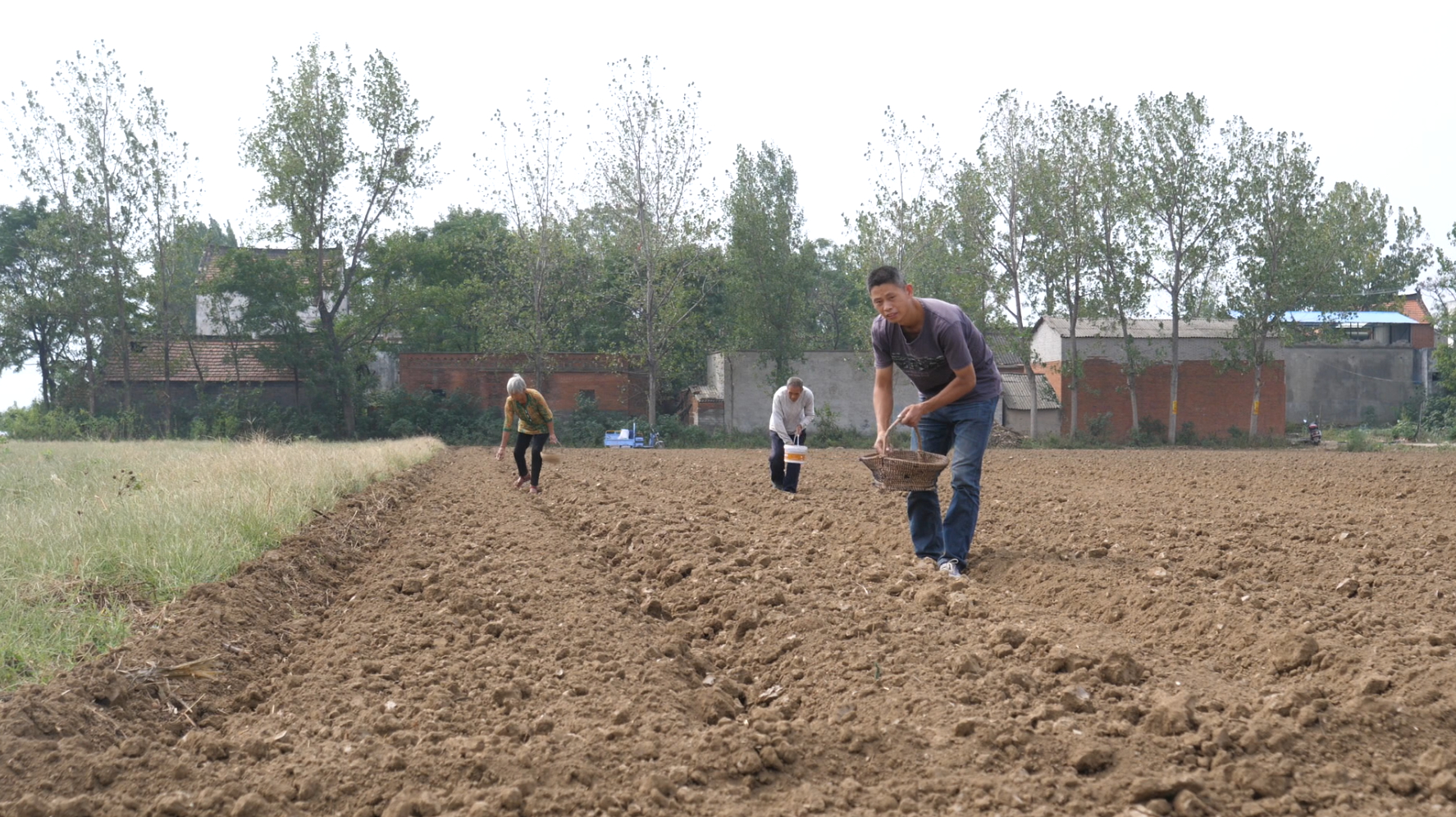 农村小伙种荠菜,1把种子能种5亩地,这么小籽你见过吗?