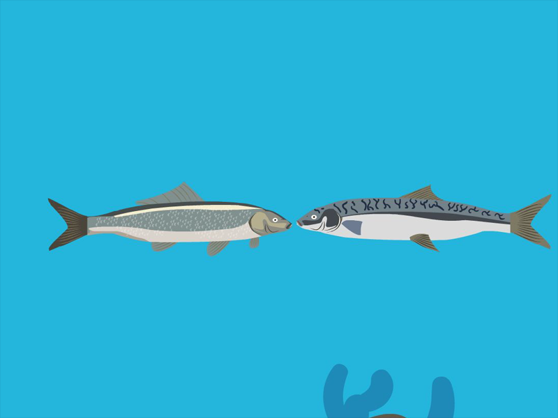 鲭鱼和青鱼的区别