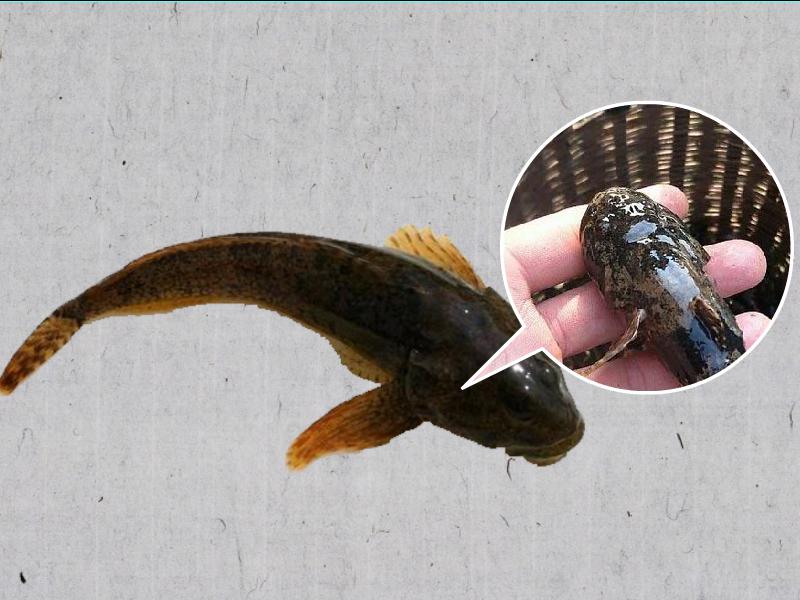 原来黑龙江中杜父鱼长这样