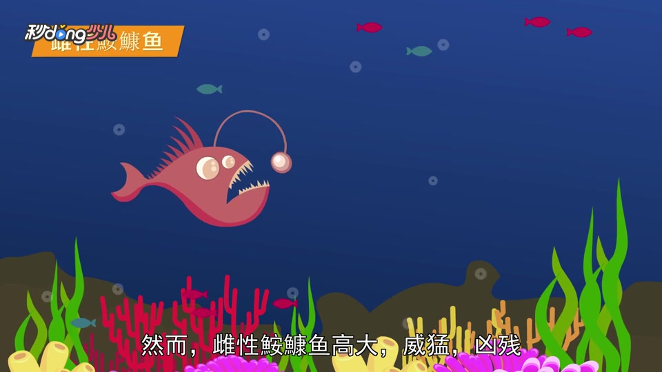 雌性鮟鱇鱼也有蛋蛋?