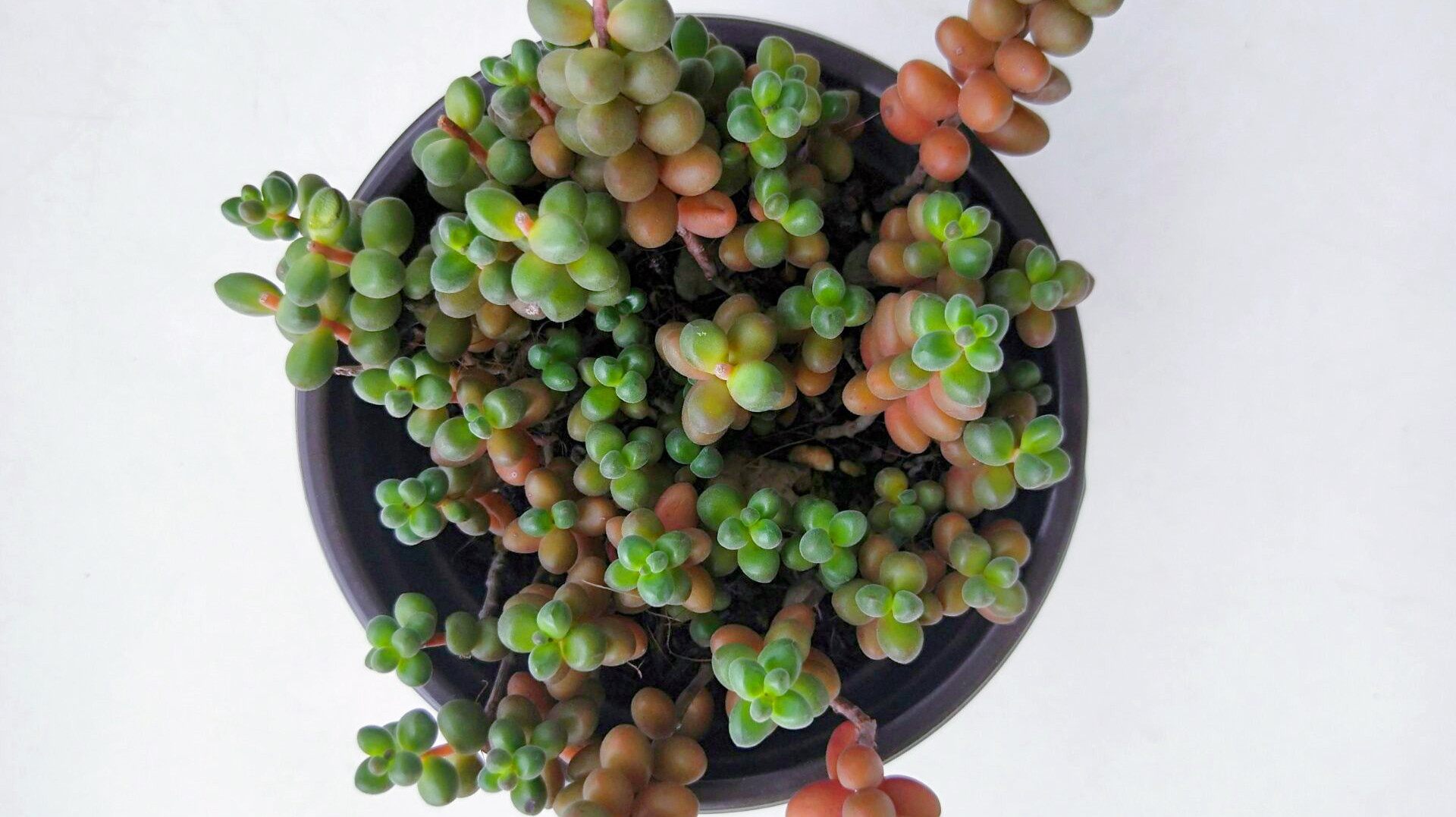 多肉“珊瑚珠”徒长?简单粗暴1招解决!