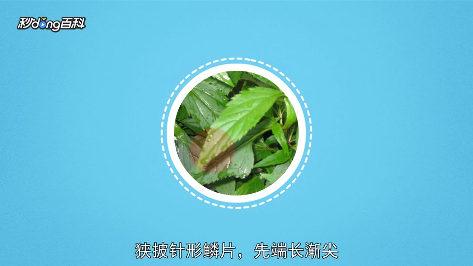 原来鹅掌金星草长这样