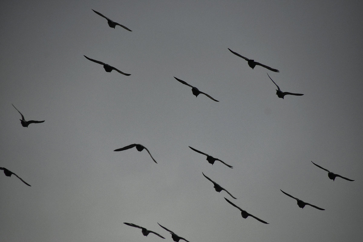 龙浩翱翔：两句七言诗歌赞颂民航飞行