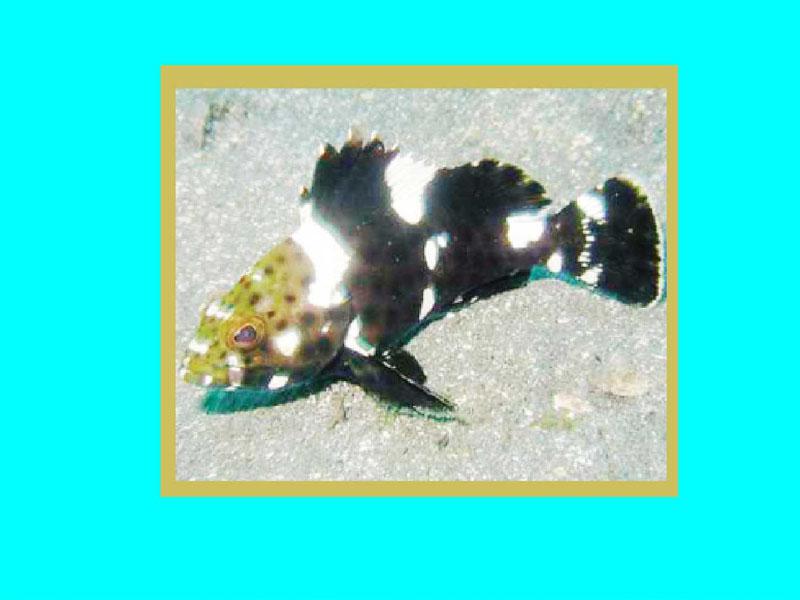 原来花点斑鱼长这样