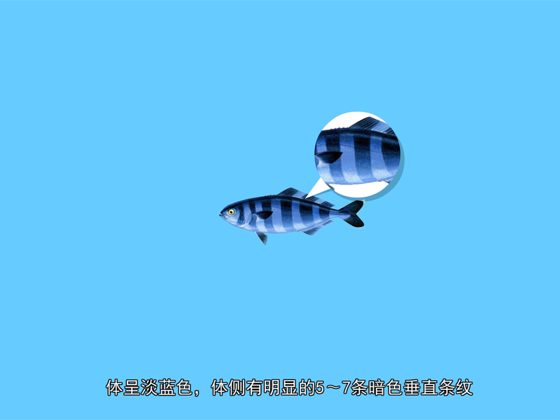 引水鱼,学名为舟师鱼