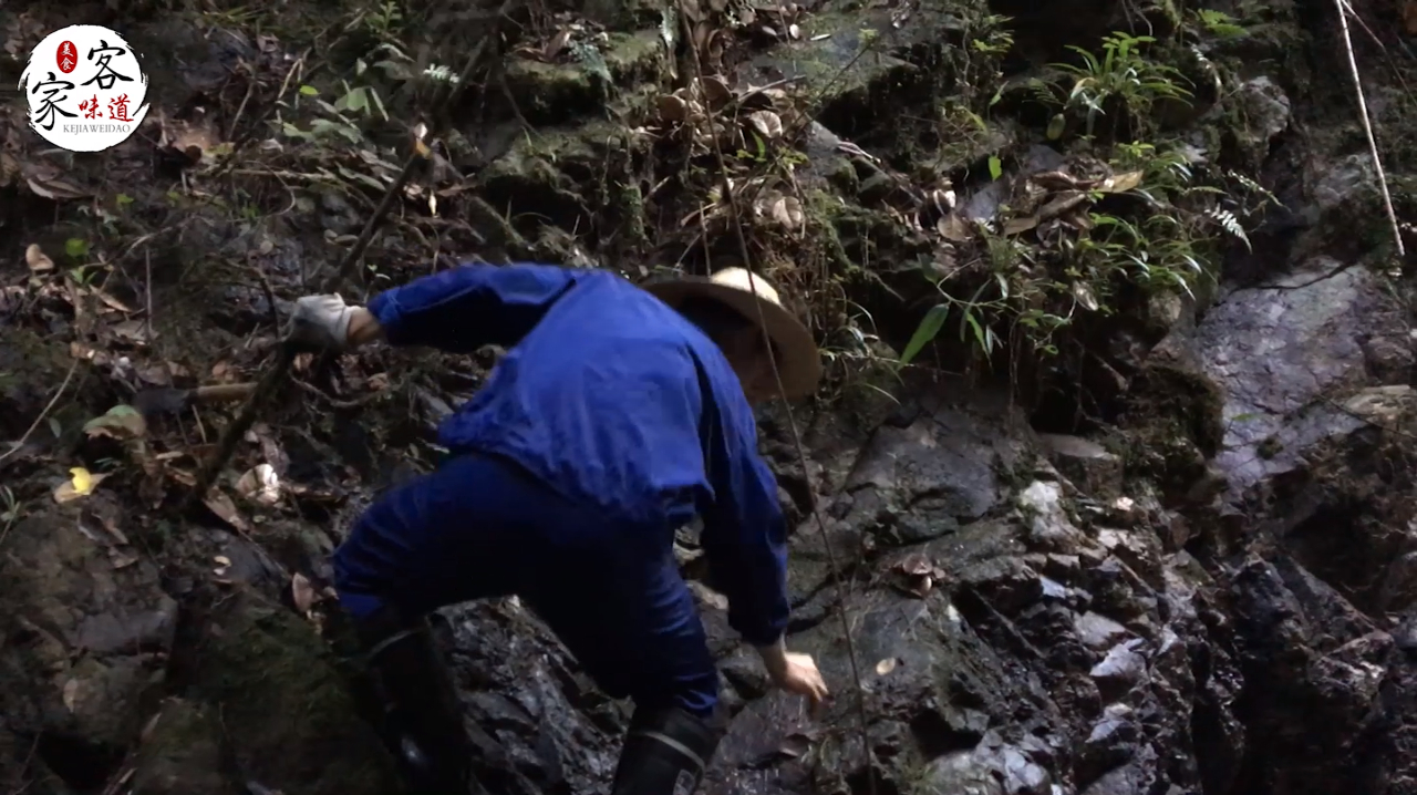 这种草药长在峭壁上,农人夫妇翻山越岭才找到,治疗蛇伤效果很好