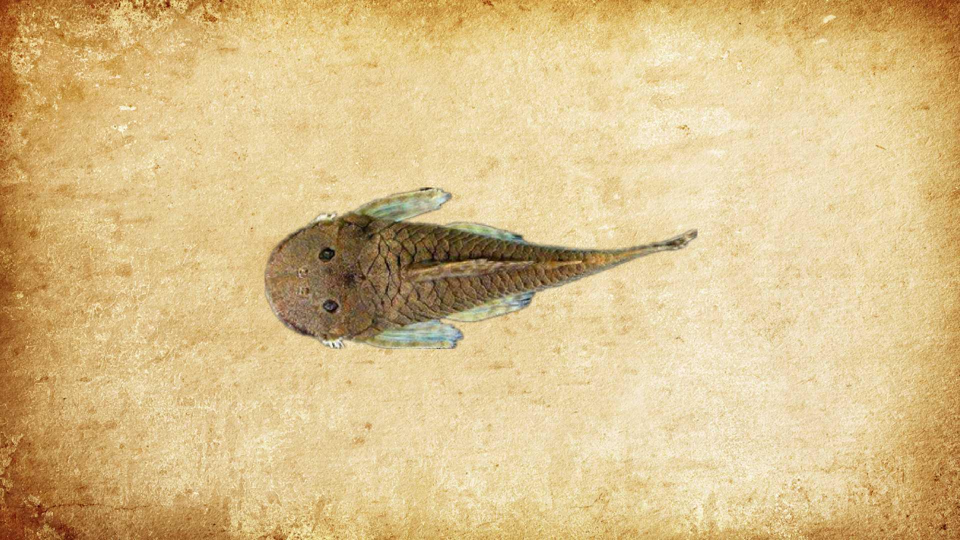 原来食木甲鲶鱼长这样