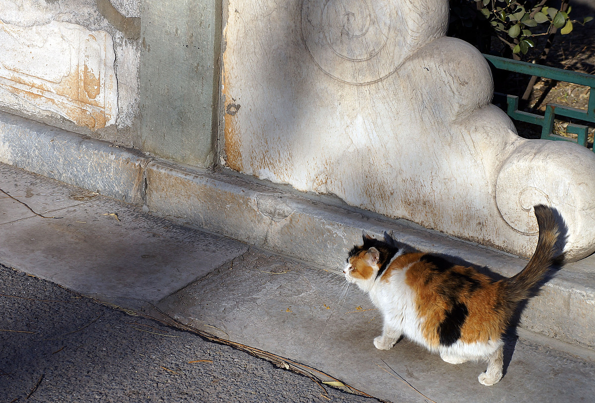 《如果历史是一群喵》续集有哪些？