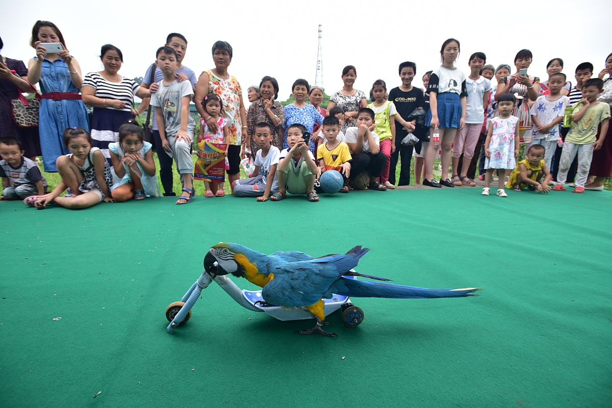 内江幼师学校2023年招生简章-内江幼师学校录取分数线