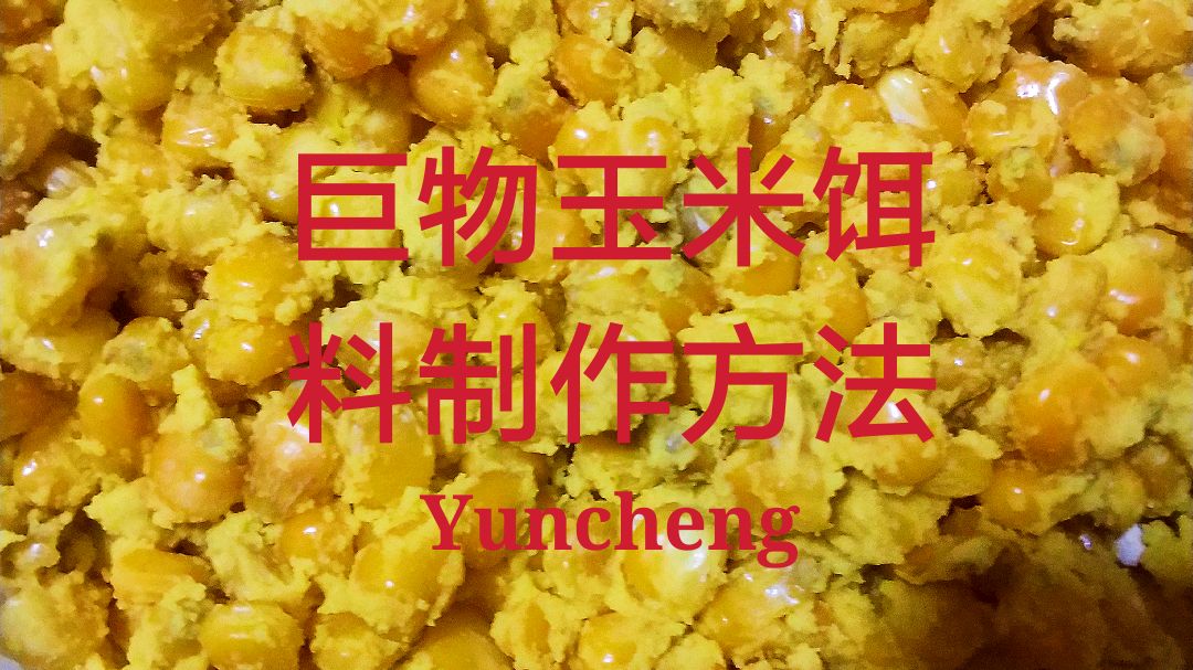 饵料不会做?酒香发酵玉米粒制作方法送给你,专攻大鲤鱼大草鱼!
