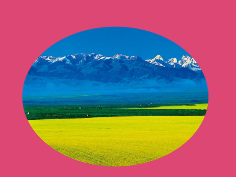 春油菜:油菜是指春季播种、秋季收获的一年生油菜