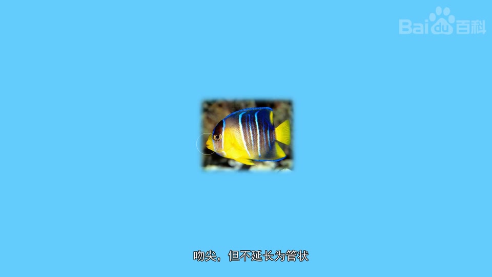 暗带蝴蝶鱼