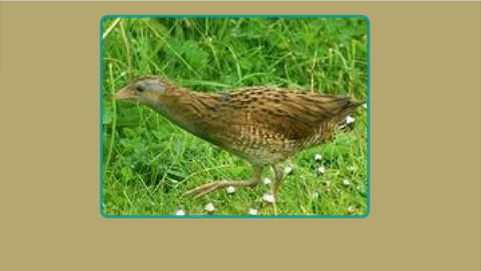 原来长脚秧鸡属长这样