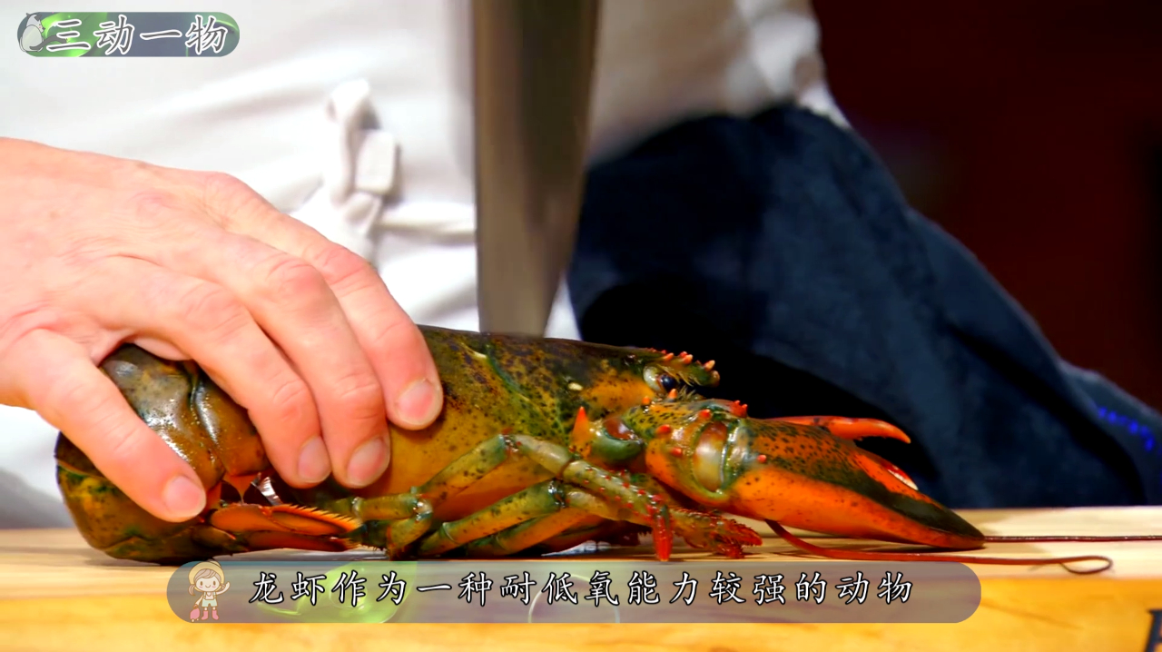 龙虾的寿命到底有多长,为何高温处理后会变成红色?