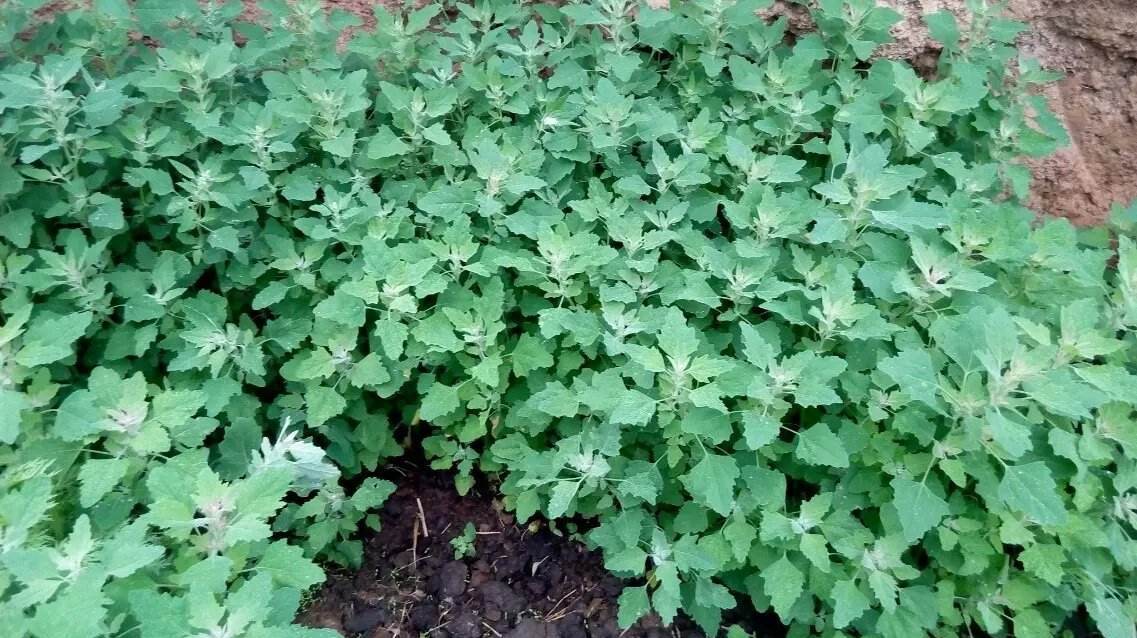 如今农村有一种野菜,被称为“灰灰菜”,有很高的价值,你吃过吗