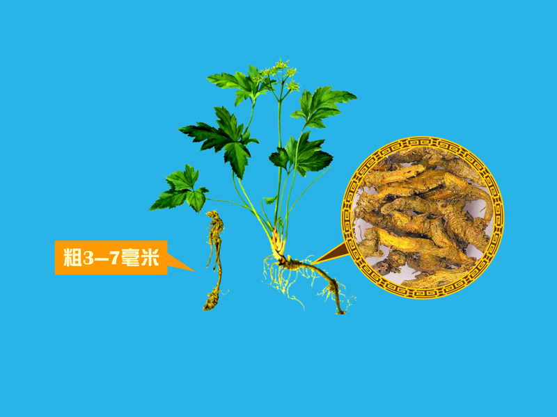 鸡爪黄连:多年生草本植物