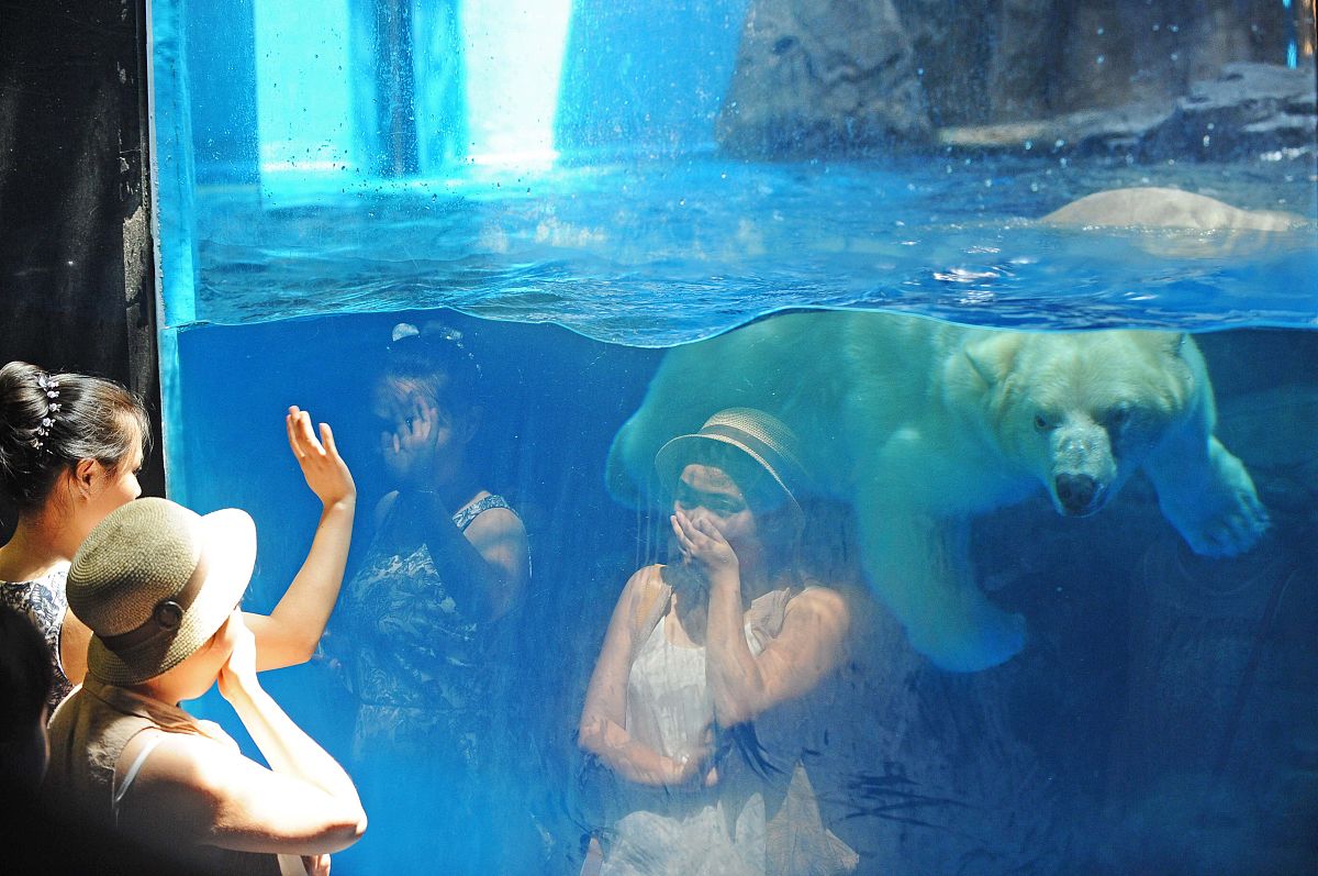 深海水族馆极地手游更新日志