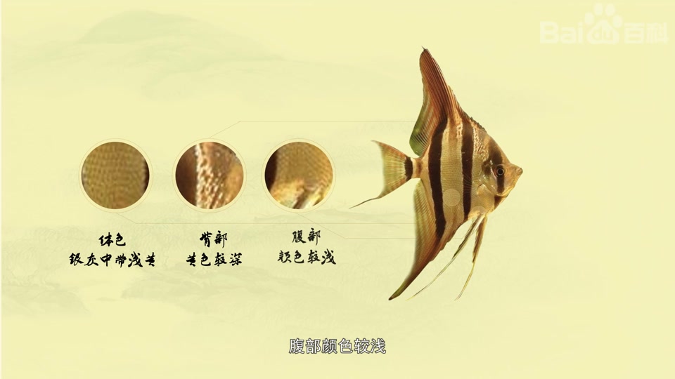 埃及神仙鱼