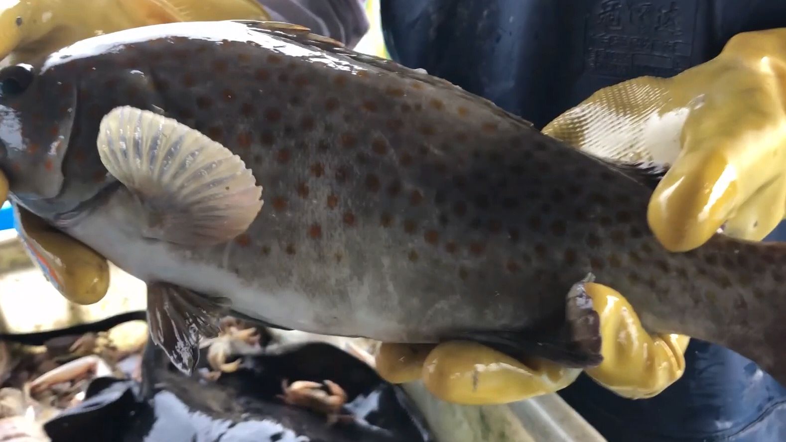 今天的石斑鱼个头硕大,而且很珍贵,一条就能卖到300块,赚番了