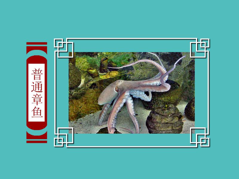 原来普通章鱼长这样