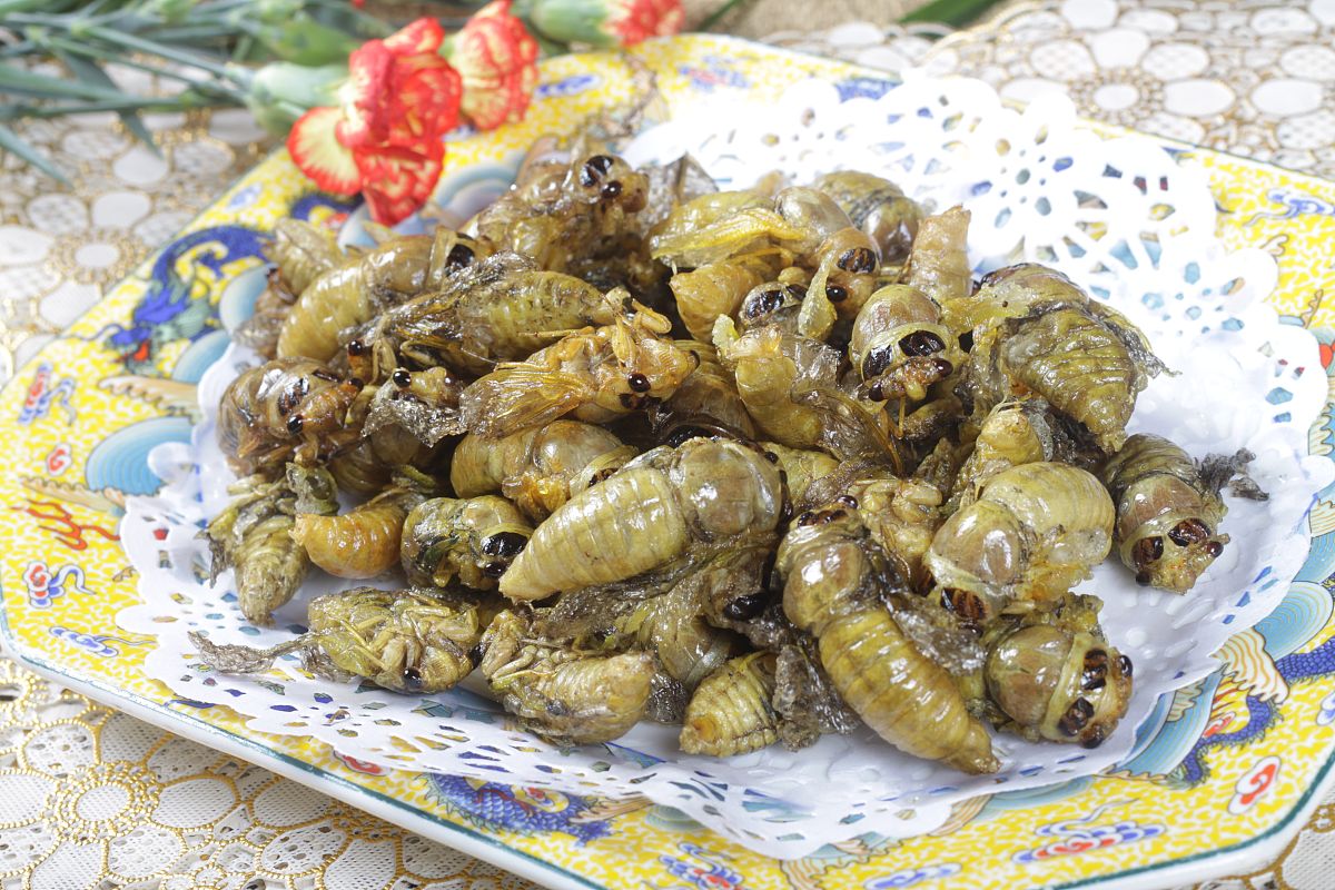 山东夏日顶流美食：知了猴